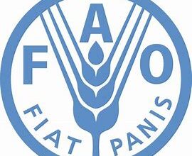 # **FAO Consultancy Opportunities: Make an Impact in Global Food Security**